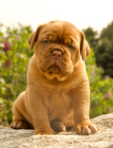 Image of French mastiff posted on 2022-03-13 14:06:50 from SATARA